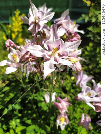 Pink aquilegia flowers opened in the garden 115466470