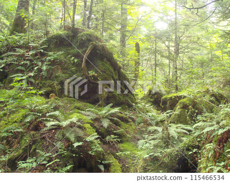 長滿苔蘚的蕨類植物森林 長滿苔蘚的蕨類植物森林 115466534