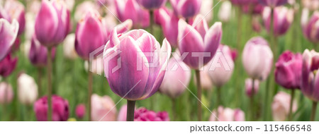 鬱金香 花園 開花 植物 春天 Tulip garden spring チューリップ 鬱金香 花園 開花 植物 春天 Tulip garden spring チューリップ 115466548