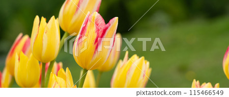 tulip garden blossom plant spring Tulip garden spring チューリップ 115466549