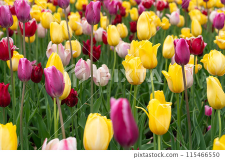 鬱金香 花園 開花 植物 春天 Tulip garden spring チューリップ 鬱金香 花園 開花 植物 春天 Tulip garden spring チューリップ 115466550