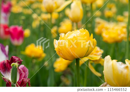 tulip garden blossom plant spring Tulip garden spring チューリップ tulip garden blossom plant spring Tulip garden spring チューリップ 115466552