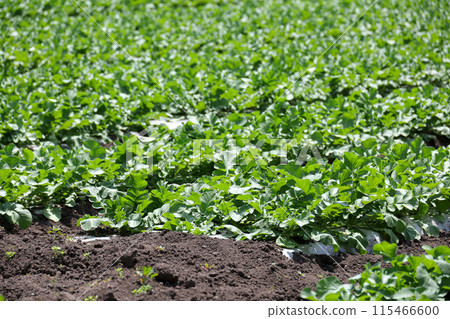 領域、作物、農業、作物、栽培、農民、土壤、農田、蔬菜、植物、葉子、配料、食品、新鮮、收穫、菜田 115466600