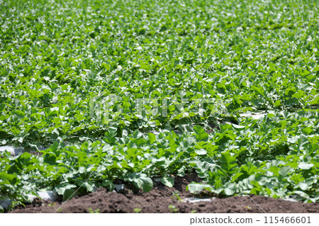 領域、作物、農業、作物、栽培、農民、土壤、農田、蔬菜、植物、葉子、配料、食品、新鮮、收穫、菜田 115466601