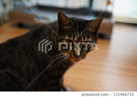 一隻貓 115466719