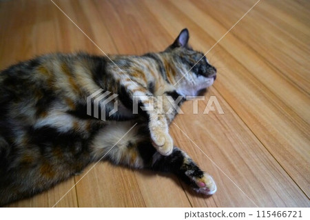 Cat Cat 115466721
