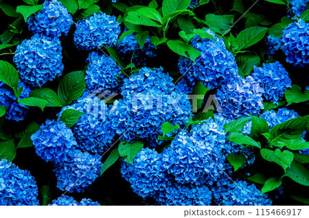 Many hydrangeas blooming in the rainy season 115466917