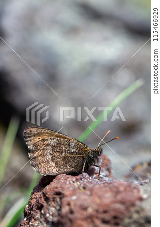 Die Settaka Lizard Die Settaka Lizard 115466929