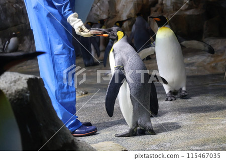 水族館的風景，王企鵝直接從飼養員手中接受魚食。 115467035