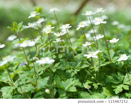 Small white flower, Futatsumakusa Small white flower, Futatsumakusa 115467252