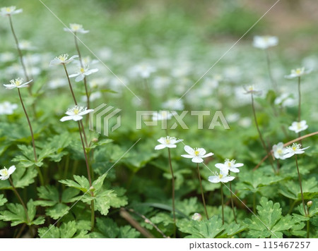 小白花二花草 115467257
