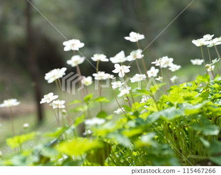 小白花二花草 115467266