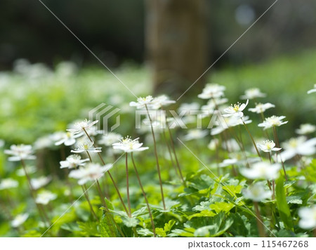 Small white flower, Futatsumakusa 115467268