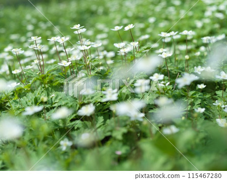 Small white flower, Futatsumakusa 115467280