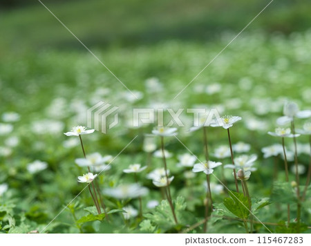 Small white flower, Futatsumakusa Small white flower, Futatsumakusa 115467283