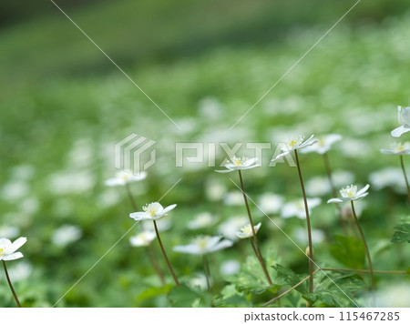 Small white flower, Futatsumakusa Small white flower, Futatsumakusa 115467285