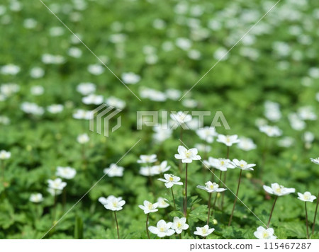 小白花二花草 小白花二花草 115467287