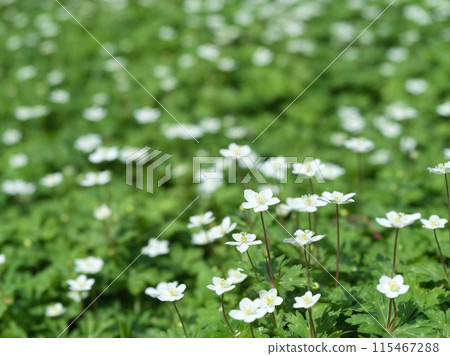 小白花二花草 小白花二花草 115467288