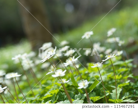 小白花二花草 小白花二花草 115467291