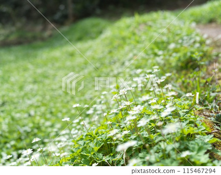 Small white flower, Futatsumakusa 115467294