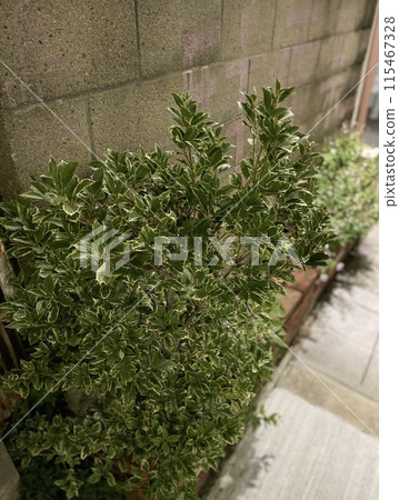 月光照亮的雜草 115467328