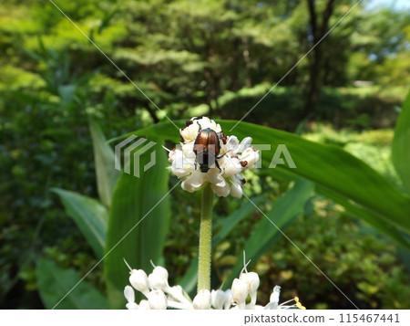 A Japanese beetle came to the flower 115467441