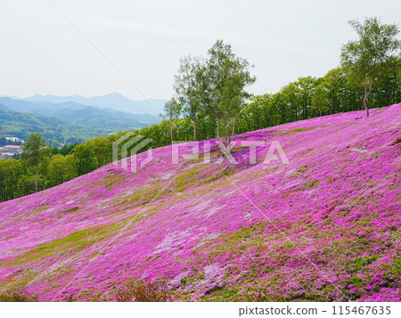 北海道的壯麗景色 - 芝櫻瀧上公園的風景 115467635