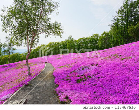 A spectacular view of Hokkaido's Moss Phlox at Takinoue Park A spectacular view of Hokkaido's Moss Phlox at Takinoue Park 115467636