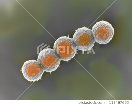 用電子顯微鏡拍攝的鏈球菌影像 115467693