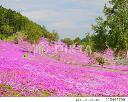 A spectacular view of Hokkaido's Moss Phlox at Takinoue Park 115467709
