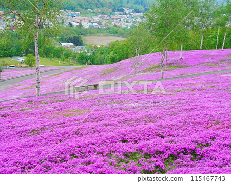 A spectacular view of Hokkaido's Moss Phlox at Takinoue Park A spectacular view of Hokkaido's Moss Phlox at Takinoue Park 115467743