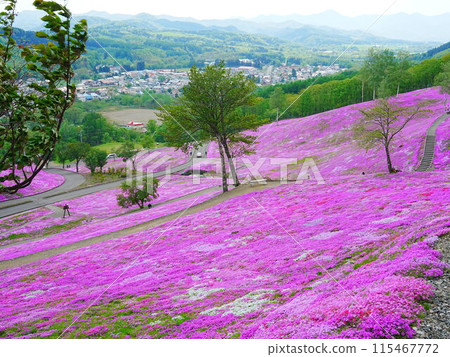 A spectacular view of Hokkaido's Moss Phlox at Takinoue Park 115467772