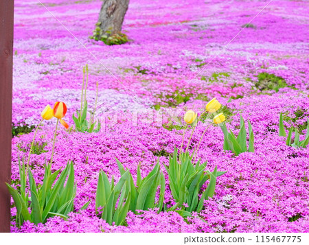 A spectacular view of Hokkaido's Moss Phlox at Takinoue Park 115467775