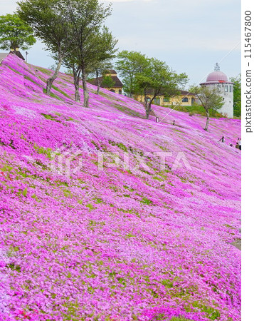 A spectacular view of Hokkaido's Moss Phlox at Takinoue Park A spectacular view of Hokkaido's Moss Phlox at Takinoue Park 115467800