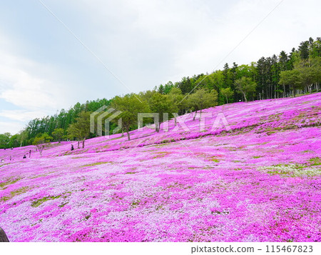 北海道的壯麗景色 - 芝櫻瀧上公園的風景 115467823