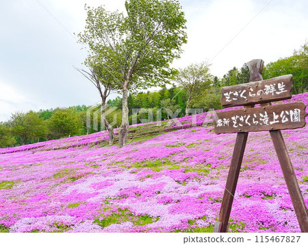 北海道的壯麗景色 - 芝櫻瀧上公園的風景 115467827