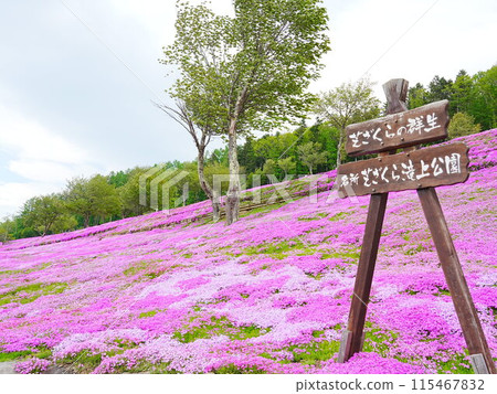 A spectacular view of Hokkaido's Moss Phlox at Takinoue Park A spectacular view of Hokkaido's Moss Phlox at Takinoue Park 115467832