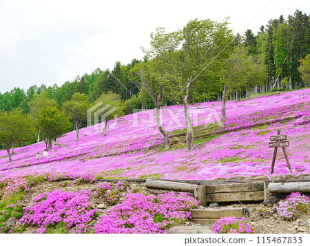 北海道的壯麗景色 - 芝櫻瀧上公園的風景 115467833