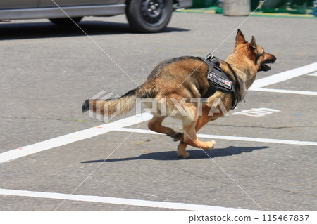 A security dog moves towards a suspicious person 115467837