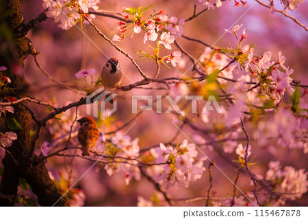 櫻花和麻雀 115467878