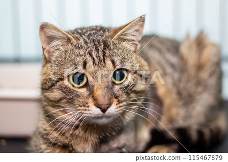 A close up image of a cat with striking yellow eyes staring into the camera A close up image of a cat with striking yellow eyes staring into the camera 115467879