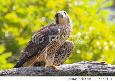 A young Peregrine Falcon that just left the nest A young Peregrine Falcon that just left the nest 115468184