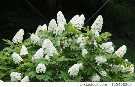 hydrangea hydrangea 115468203