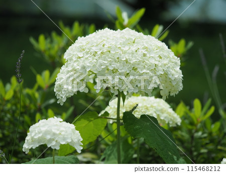 hydrangea hydrangea 115468212