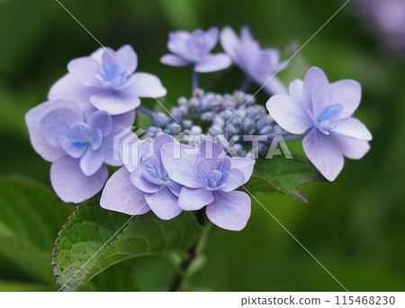 hydrangea   115468230