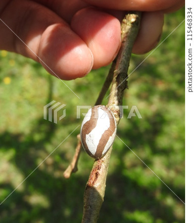 A moth's cocoon attached to a tree branch A moth's cocoon attached to a tree branch 115468334