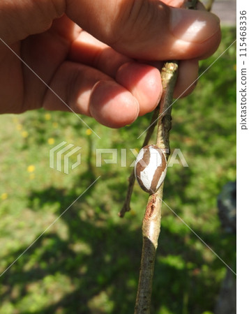 伊拉加繭黏在樹枝上 115468336