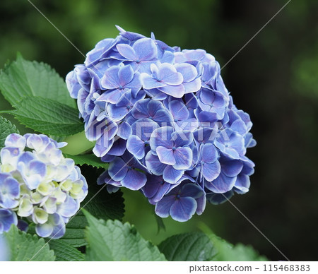 繡球 115468383