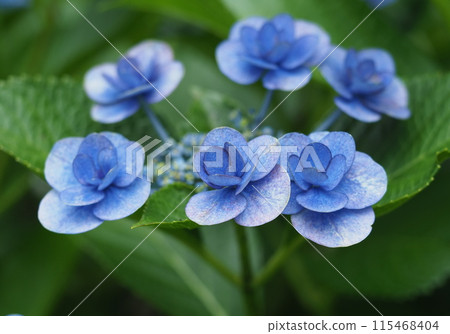 hydrangea   115468404