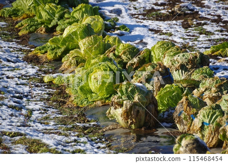 大白菜在暖冬田越冬 115468454